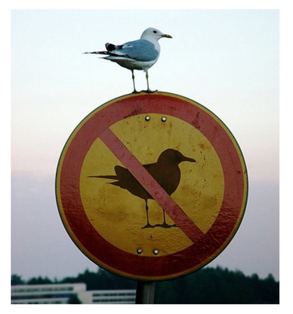 Bird on a No Bird sign
